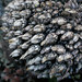 Goose Neck Barnacles